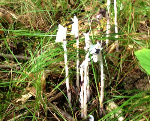 Indian pipes: Oddities of the plant world - MSU Extension