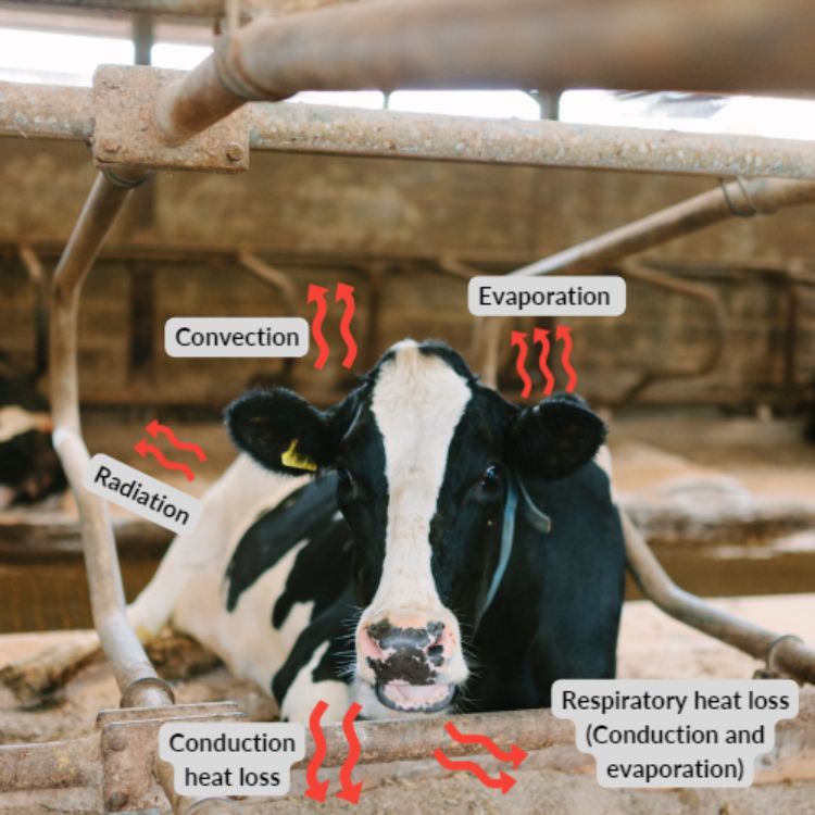 Practical heat stress abatement strategies for dairy cows - Dairy
