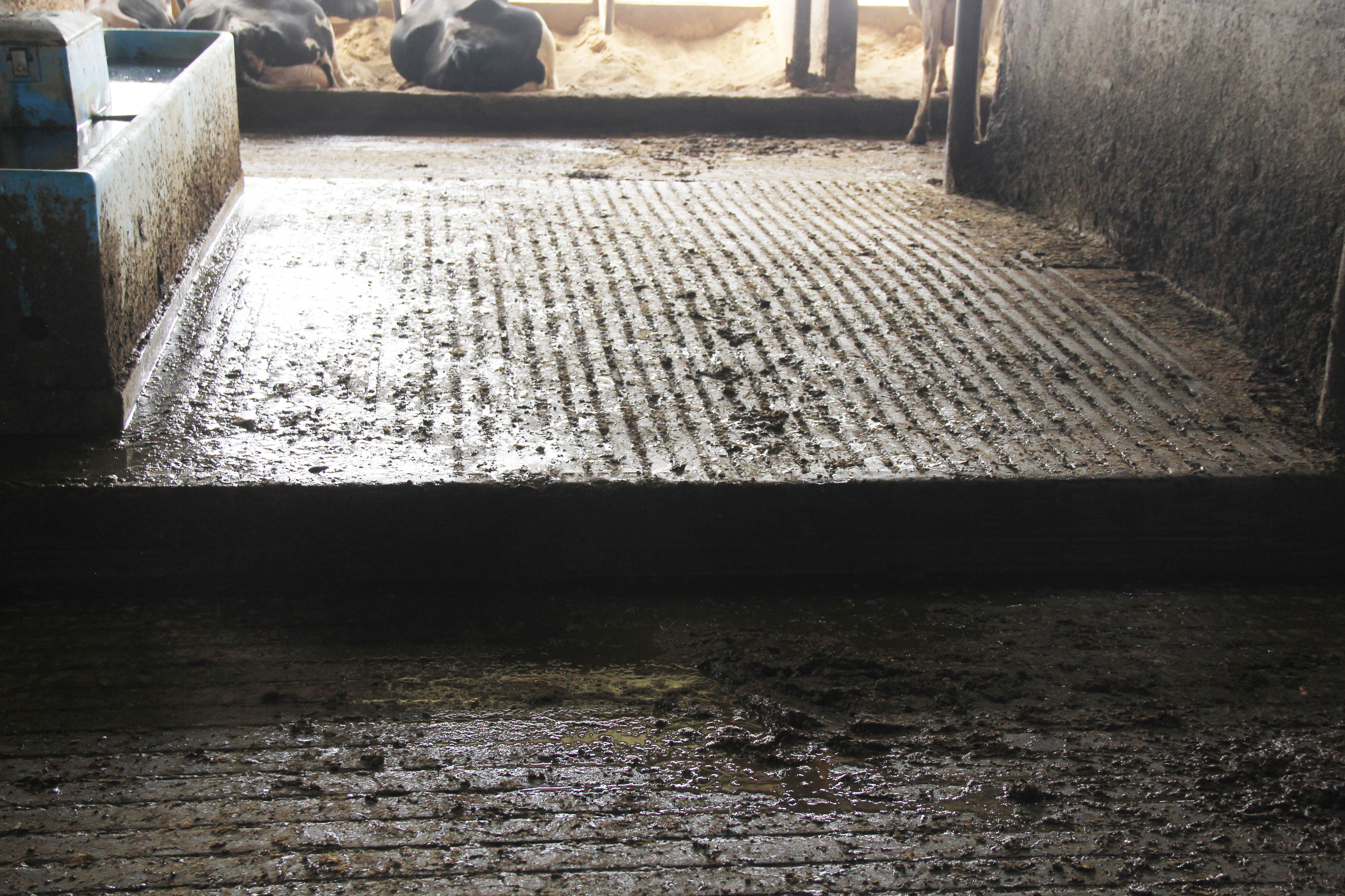 Concrete grooving in cattle barns: Keeping your cows in the groove and ...